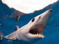 Blue & Mako Shark Dive